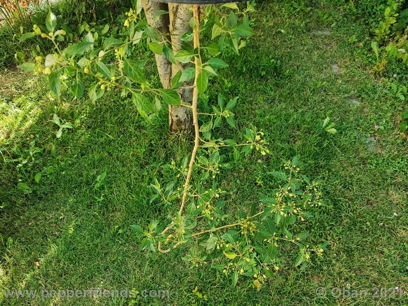 Capsicum-tovarii_003_pianta_08.jpg