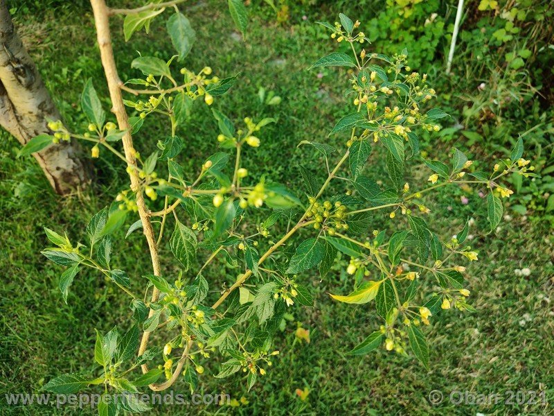 Capsicum-tovarii_003_pianta_09.jpg