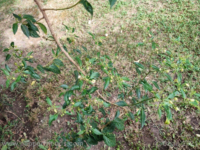 Capsicum-tovarii_003_pianta_10.jpg