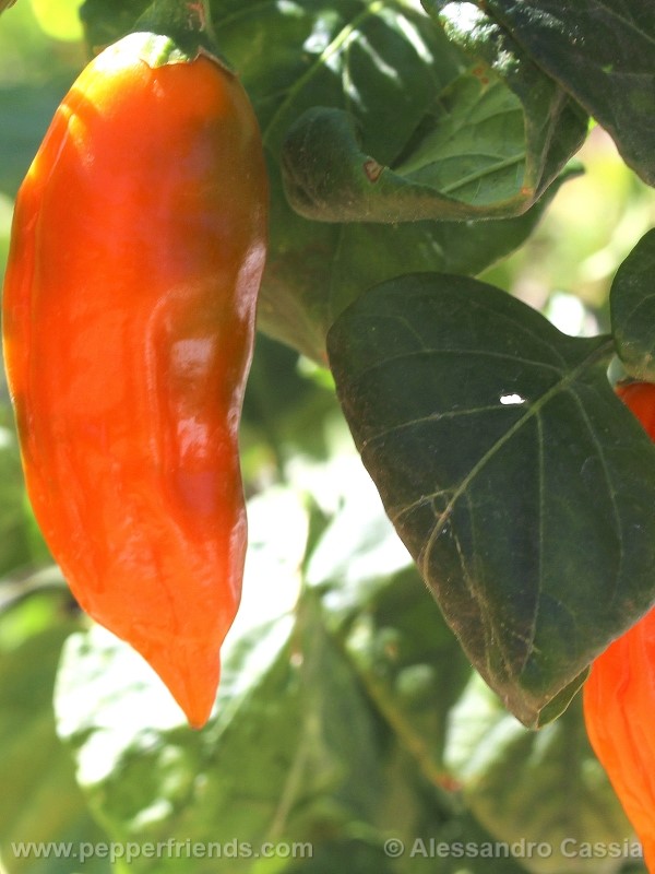 aji-amarillo_002_frutto_05.jpg