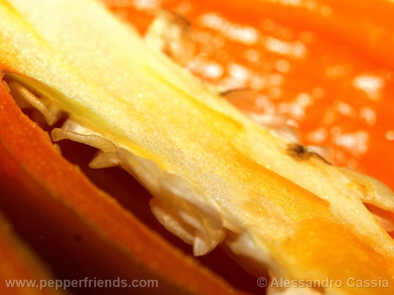 aji-amarillo_002_frutto_10.jpg