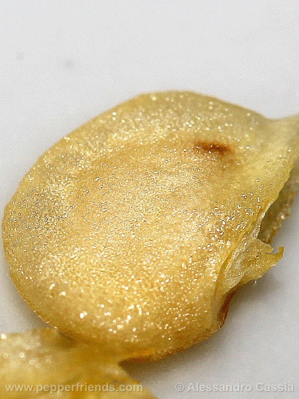 aji-amarillo_002_frutto_15.jpg