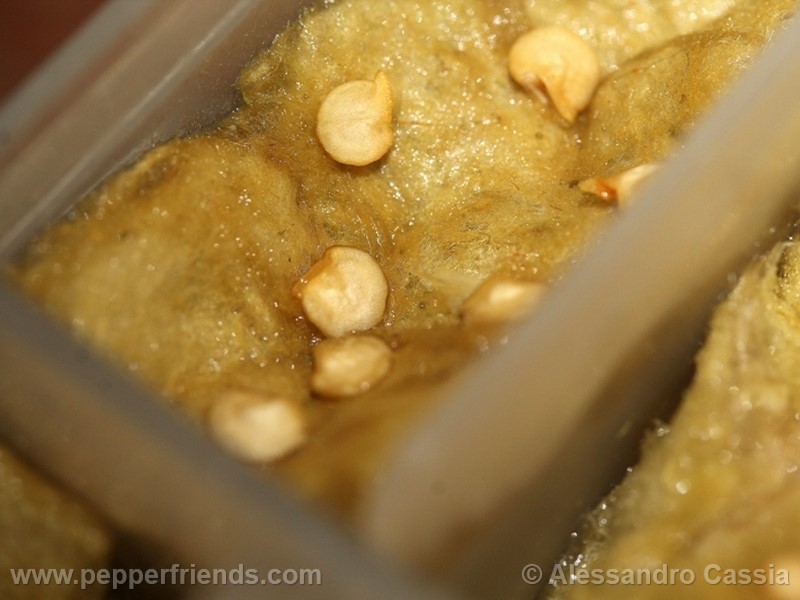 aji-amarillo_002_frutto_16.jpg