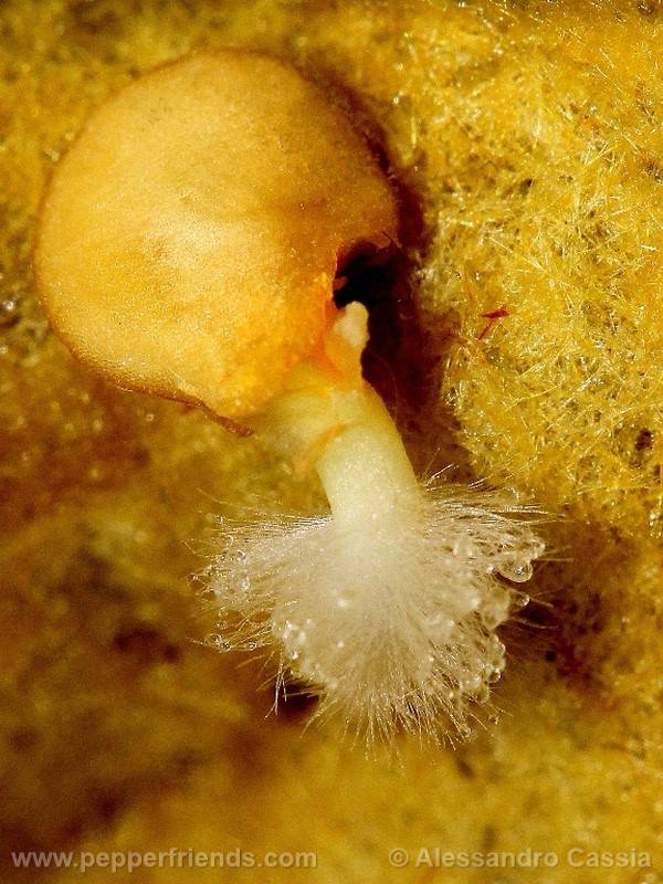 aji-amarillo_002_frutto_17.jpg
