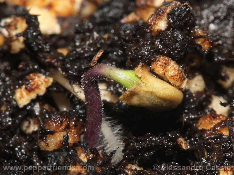 aji-amarillo_002_pianta_01.jpg