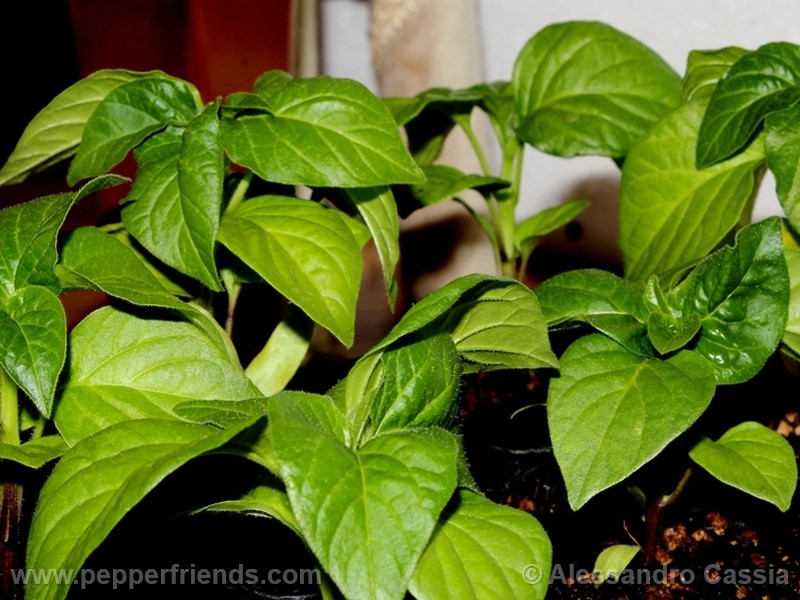 aji-amarillo_002_pianta_02.jpg
