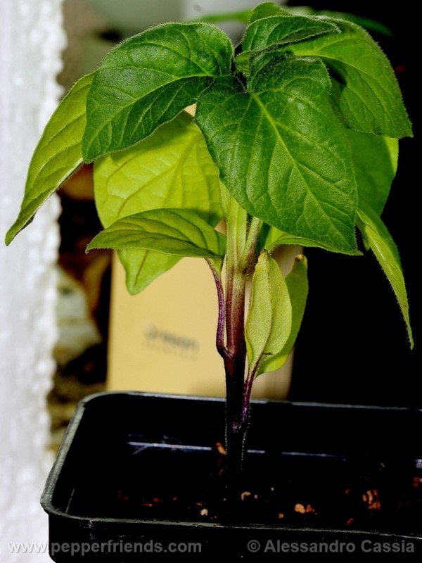 aji-amarillo_002_pianta_03.jpg