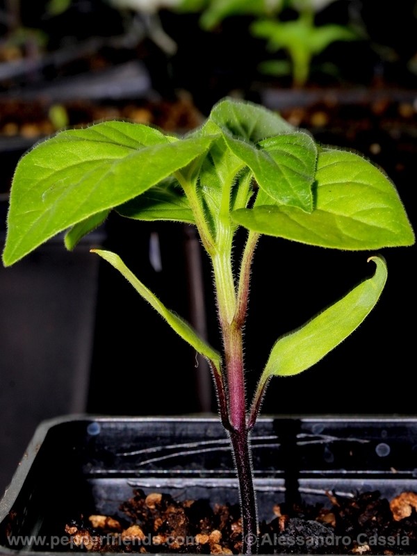 aji-amarillo_002_pianta_04.jpg