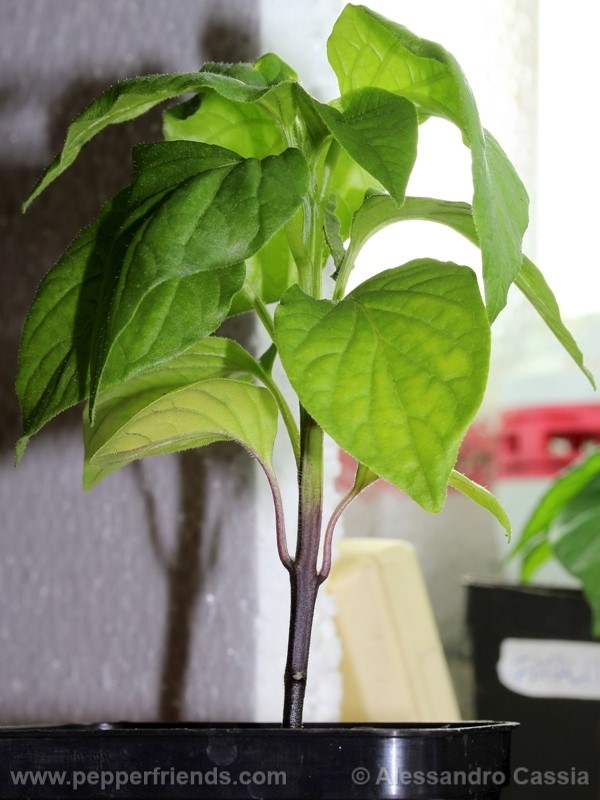 aji-amarillo_002_pianta_05.jpg