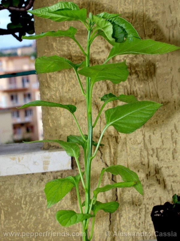 aji-amarillo_002_pianta_06.jpg