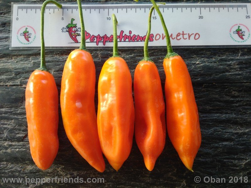 Aji Amarillo