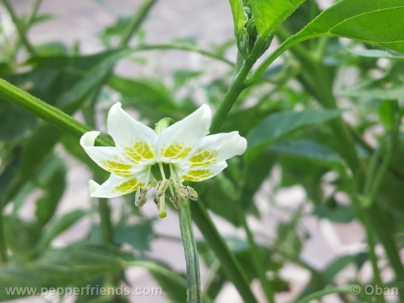 aji-angelo_001_fiore_01.jpg