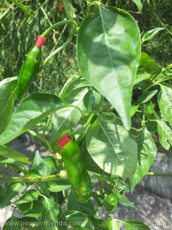 aji-angelo_001_frutto_02.jpg