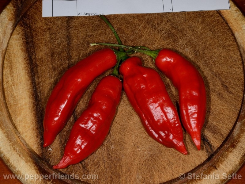 aji-angelo_001_frutto_06.jpg