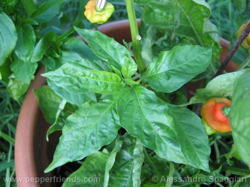 aji-cachucha_001_pianta_02.jpg