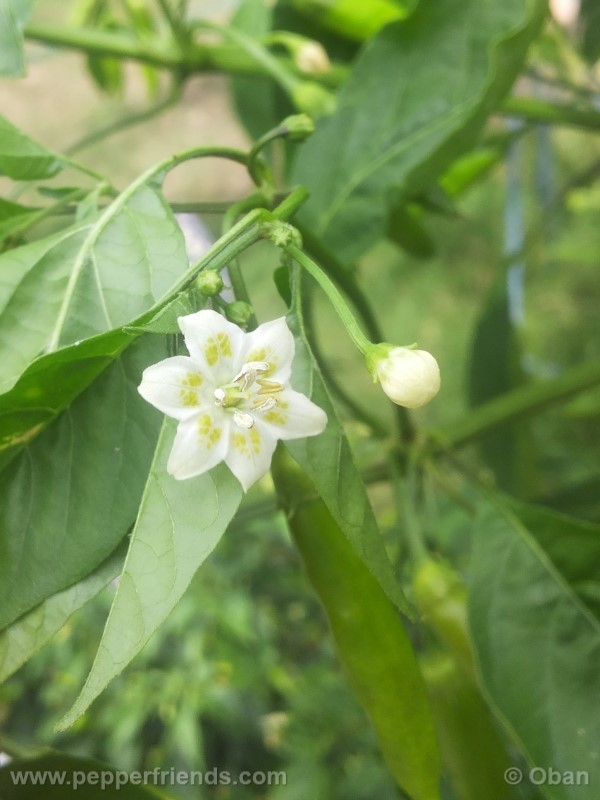 aji-cito_001_fiore_02.jpg