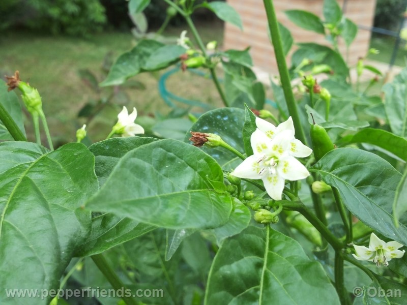 aji-cito_001_fiore_14.jpg