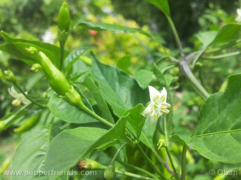 aji-cito_001_fiore_17.jpg