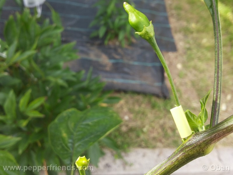 aji-cito_001_frutto_02.jpg
