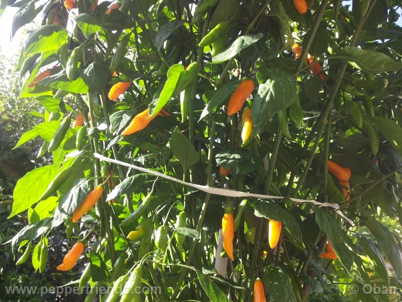 aji-cito_001_pianta_33.jpg