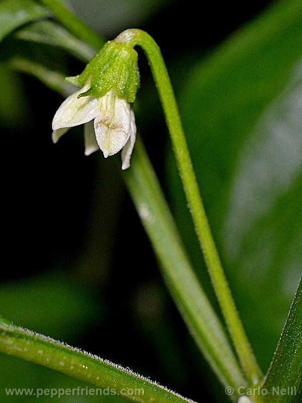 aji-de-sazonar_001_fiore_01.jpg