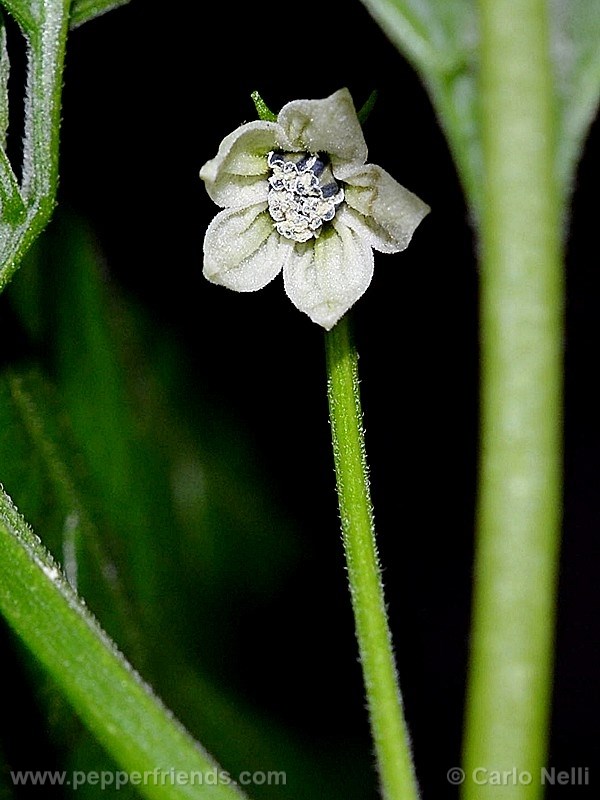 aji-de-sazonar_001_fiore_02.jpg