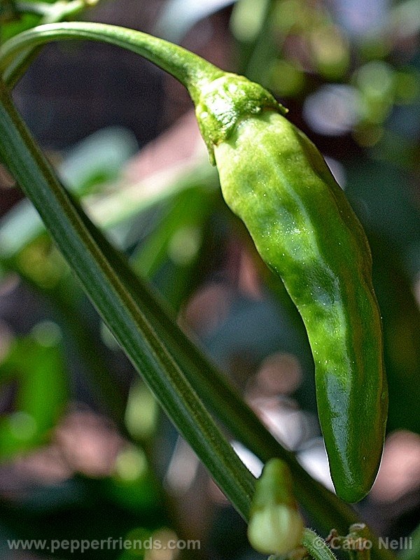 aji-de-sazonar_001_frutto_02.jpg