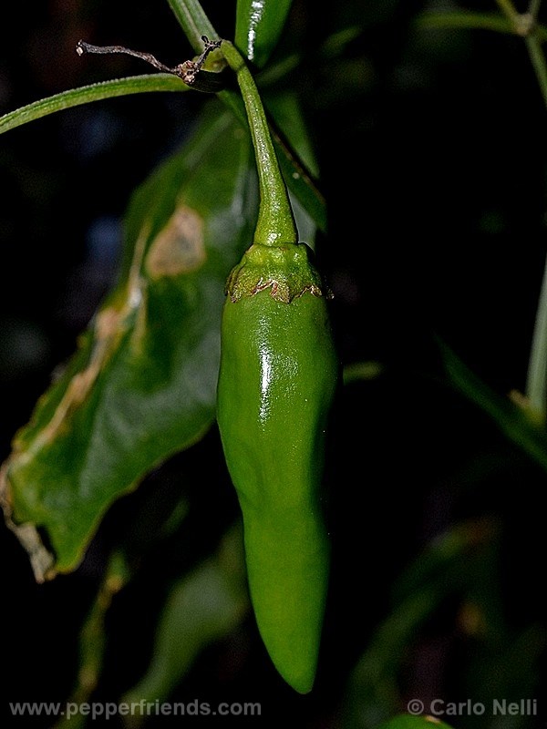 aji-de-sazonar_001_frutto_03.jpg