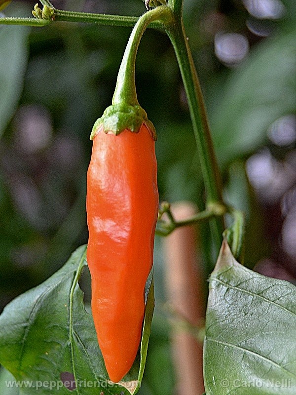 Aji de Sazonar