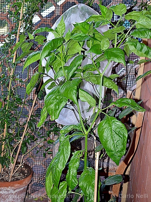 aji-de-sazonar_001_pianta_02.jpg