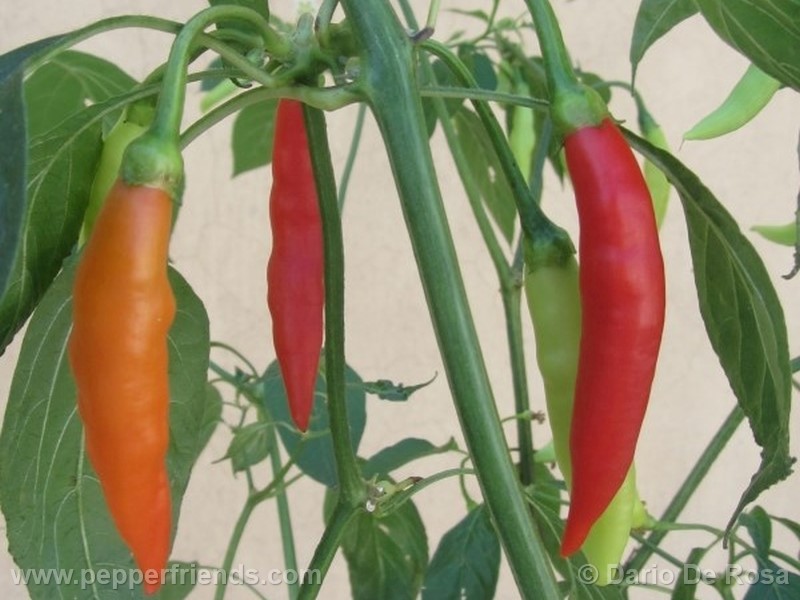 Aji Ethiopian Fire