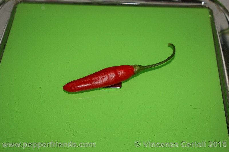 aji-ethiopian-fire_002_frutto_02.jpg