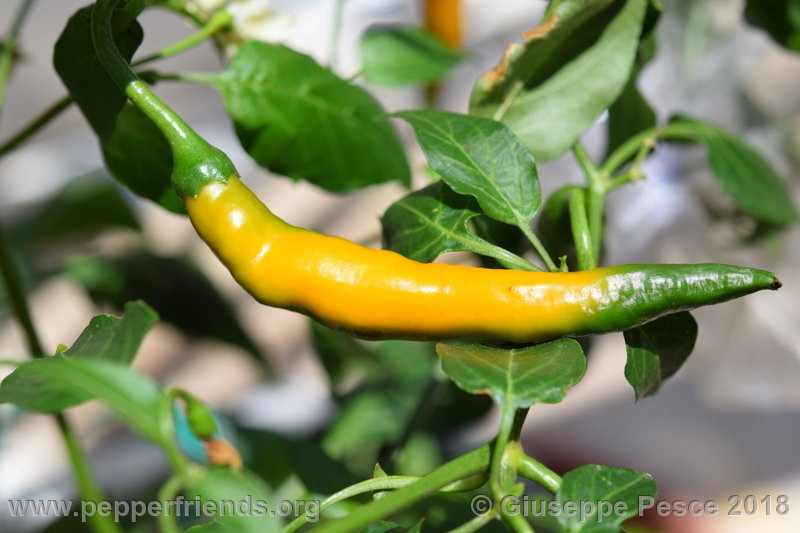 https://www.pepperfriends.org/uploads/aji-guyana/001/aji-guyana_001_24_ajiguyana_001_frutto_06.jpg
