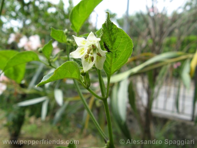 aji-little-finger-orange_001_fiore_01.jpg