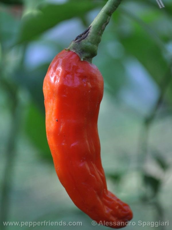 aji-little-finger-orange_001_frutto_01.jpg