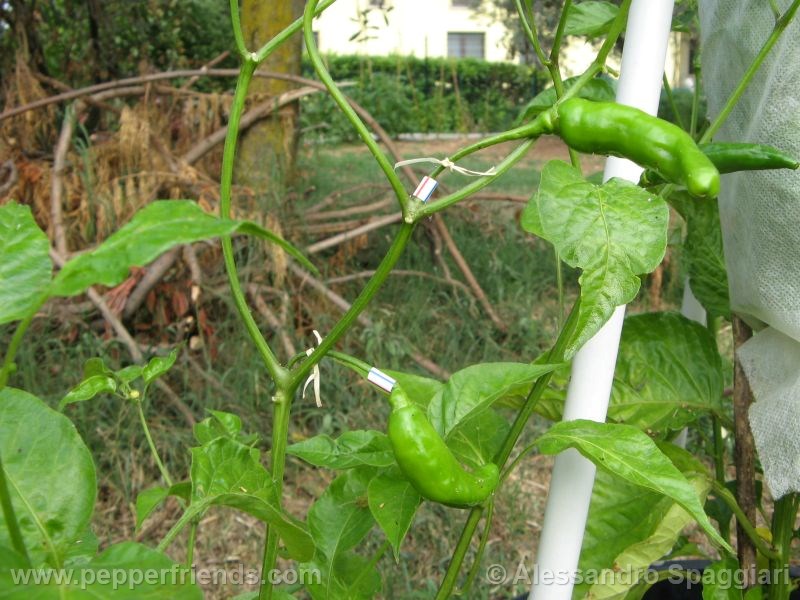 aji-little-finger-orange_001_pianta_02.jpg