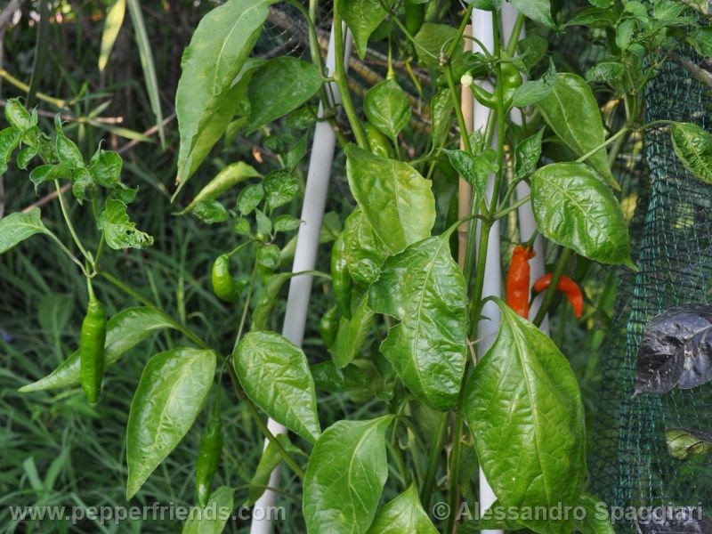 aji-little-finger-orange_001_pianta_04.jpg