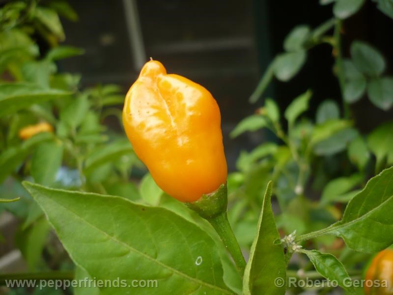 Aji Mango