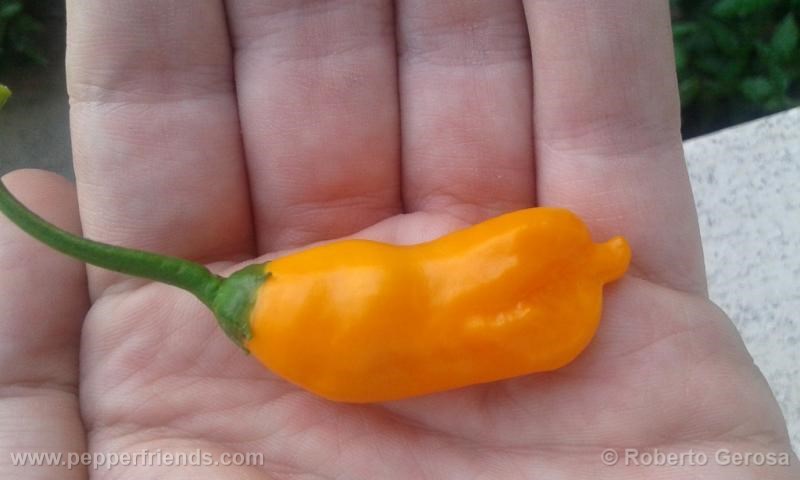 aji-mango_001_frutto_04.jpg