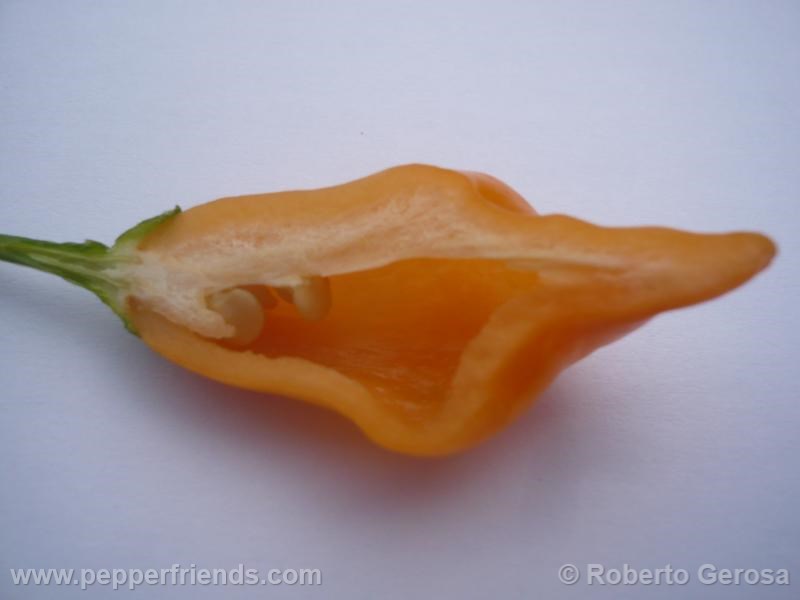 aji-mango_001_frutto_09.jpg