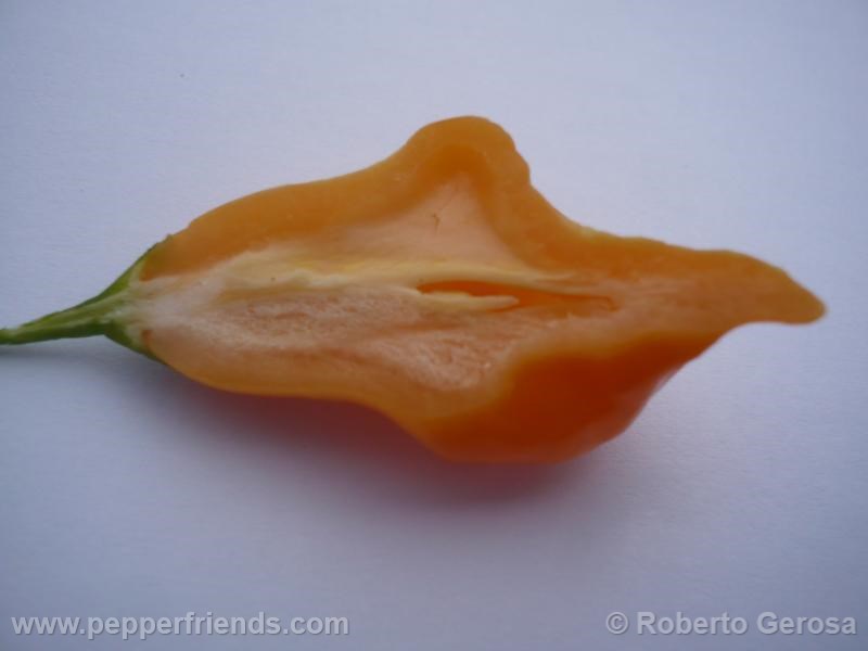 aji-mango_001_frutto_10.jpg