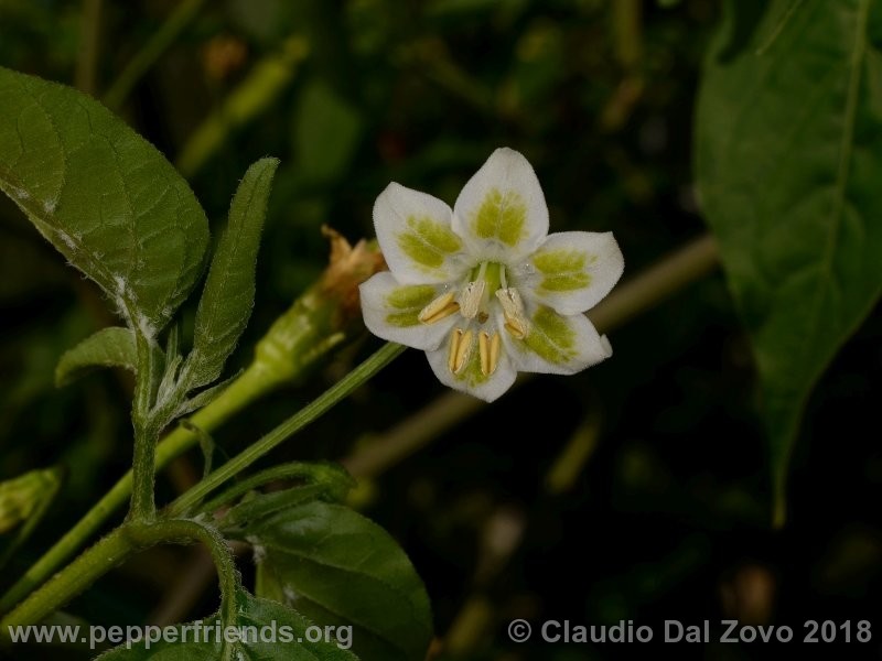 aji-melocoton_001_aji-melocoton_001_fiore_04.jpg