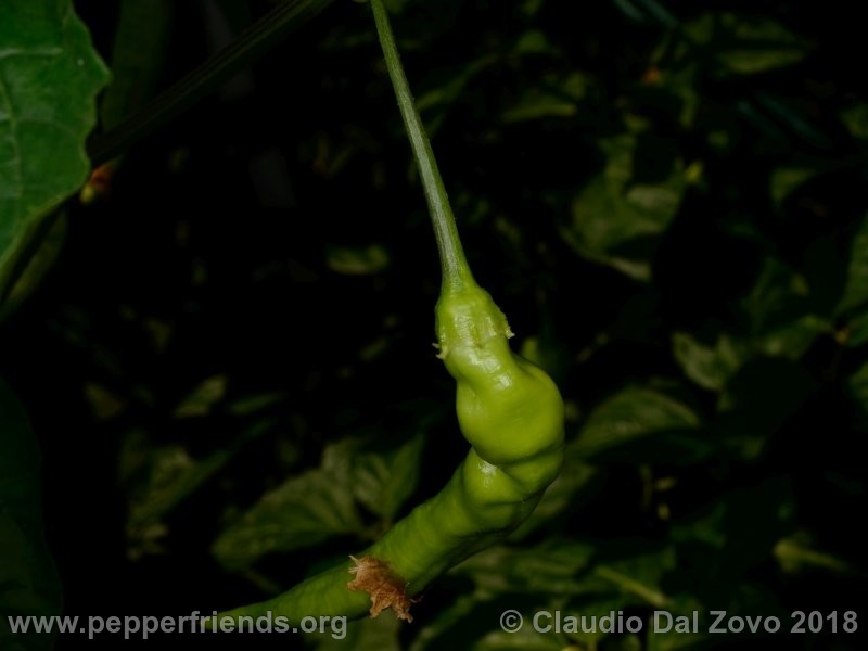 aji-melocoton_001_aji-melocoton_001_frutto_12.jpg