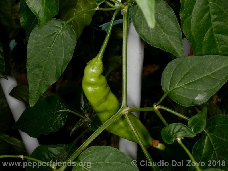aji-melocoton_001_aji-melocoton_001_frutto_13.jpg