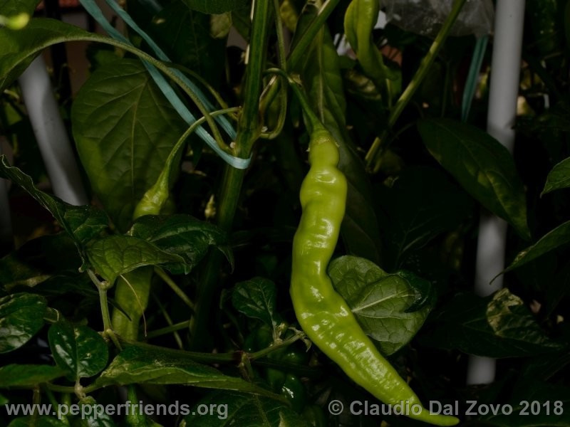 aji-melocoton_001_aji-melocoton_001_frutto_14.jpg