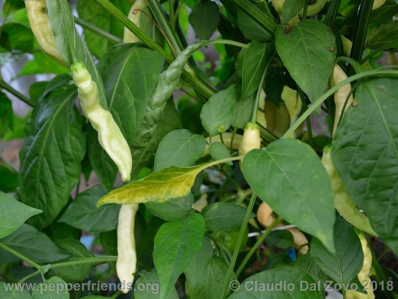 aji-melocoton_001_aji-melocoton_001_frutto_15.jpg