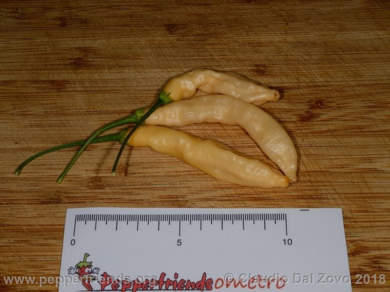 aji-melocoton_001_aji-melocoton_001_frutto_16.jpg
