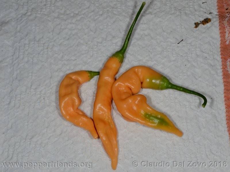 https://www.pepperfriends.org/uploads/aji-melocoton/001/aji-melocoton_001_aji-melocoton_001_frutto_17.jpg
