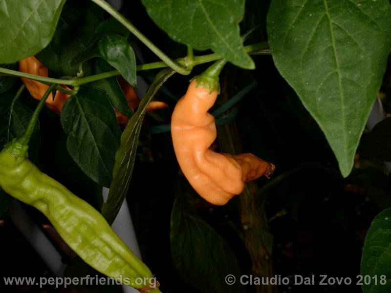 aji-melocoton_001_aji-melocoton_001_frutto_18.jpg
