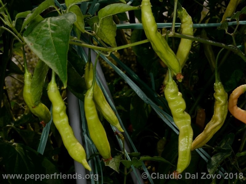 aji-melocoton_001_aji-melocoton_001_pianta_12.jpg